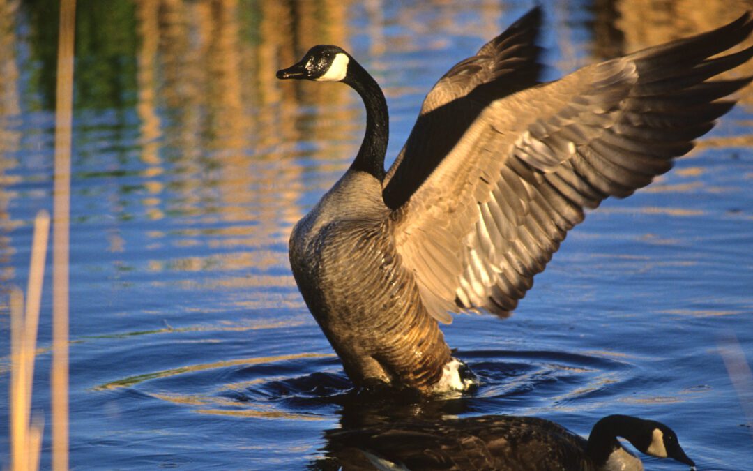 Moving To Goose Creek, South Carolina: Helpful Local Resources For Lowcountry Homeowners